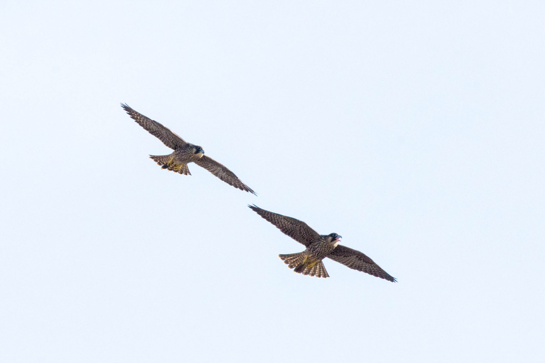 juveniles three